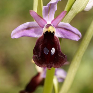 Ophrys ferrum-equinum